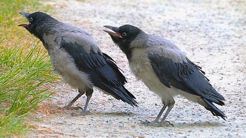 Hooded Crow Fledgling Sibling Joins In: "CAW, Feed Me Too, CAW!"