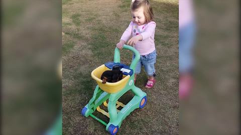 "Cute Toddler Girl Goes Puppy Shopping"