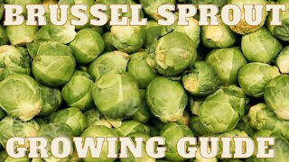Brussels sprout growing guide