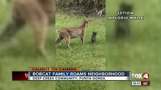 Bobcat family roams through Charlotte County back yard
