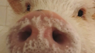 Happy pig gets bubble bath before birthday party