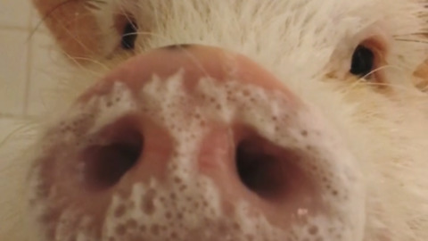 Happy pig gets bubble bath before birthday party