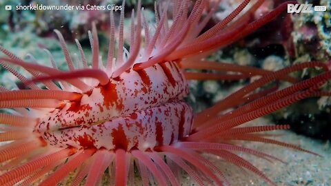 Bizarre sea creature looks like human eye