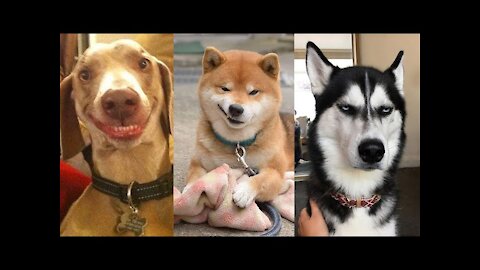 Funny Dog Videos 🤣 🐶 It's time to LAUGH with Dog's life