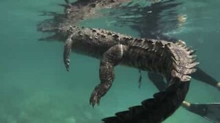 Il nage parmi les crocodiles géants aux Caraïbes