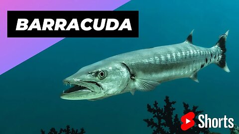 Barracuda 🐟 One Of The Most Dangerous Ocean Creatures In The World #shorts