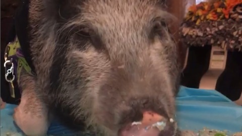 A Pig Celebrates A Birthday With Cake