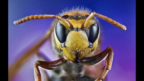 World Most Dangerous Insects. They are pan crustacean hexapod invertebrates of the class Insect.