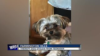 Therapy dog stolen from teenager