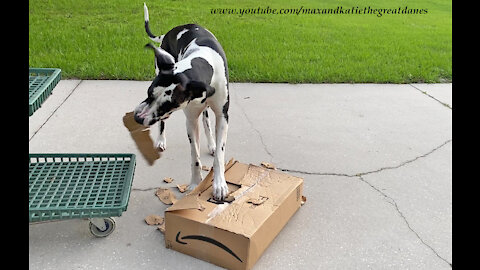 Helpful Great Dane Really Digs It When Packages Are Delivered