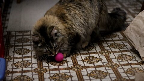 Leia Playing With a Brand New Ball