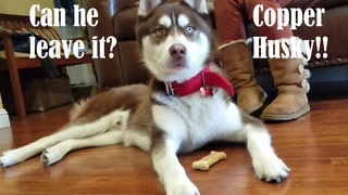 How long can a husky wait for a treat?