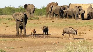Cheeky Elephant chases animals from "his" watering hole