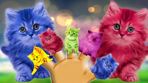 Cute Kitten Cat Colorful Learnin' Color Video For Kids Finger Family Nursery Rhyme Song