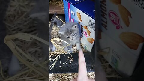 Innnocent Kitten Brutally Booped on Da Noggen! Bravely Fights back!