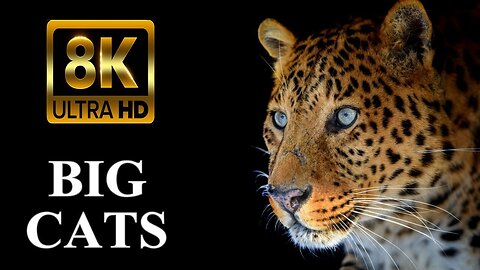 Wild Majesty Unleashed: Tigers, Cheetahs, Lynxes, and Leopards | The World of Big Cats