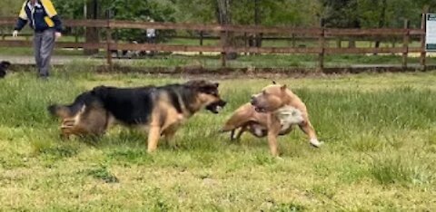 German Shepherd Attacks Pitbull - Dog Fight