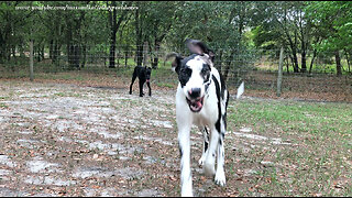 Filming Running Great Danes Can Be Hazardous