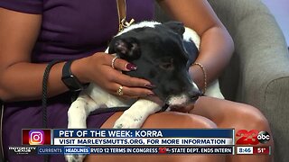 Pet of the Week- five-month-old lab mix Korra