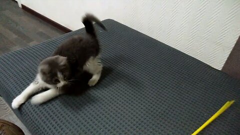Playful Kitten Jumping And Catching A Toy