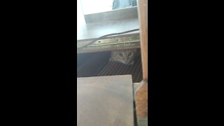 Kitten hides in piano while it’s played