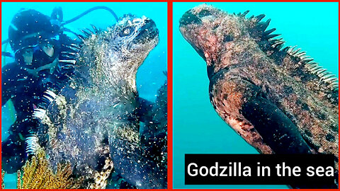 Mini godzilla creature seen in the sea...😮😮