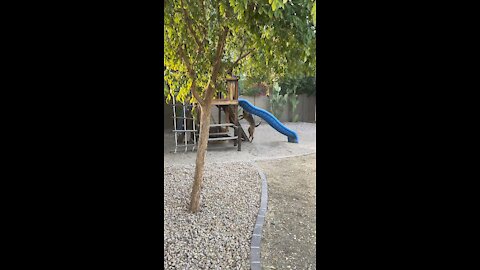 Belgian Malinois climbs kid rock wall playground