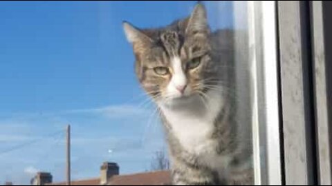 Ninja cat opens window to get inside the house