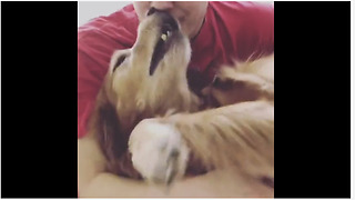 Irritated Golden Retriever throws temper tantrum