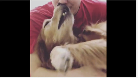 Irritated Golden Retriever throws temper tantrum