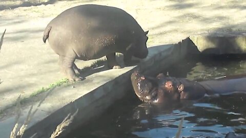 Cute lazy Baby Hippo