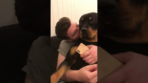 Rottweiler growl / purr / rumble