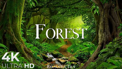 Enchanting Beauty: Deep Forest DRONE Relaxing Cinematic Experience