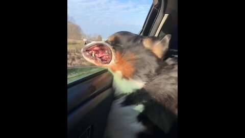 Puppy's cheeks flap in the wind during car ride