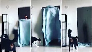 "What the fluff Challenge": il cane ne esce sconvolto