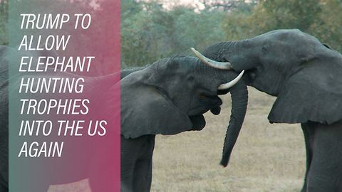 US outraged over Elephant hunt imports