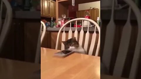 Silly Funny Cat Short #16 😂😺🐶
