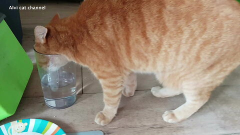 Weirdo cat only drinks from this very special water bowl