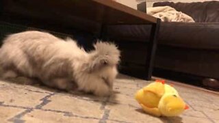 Upset rabbit kicks toy chick around