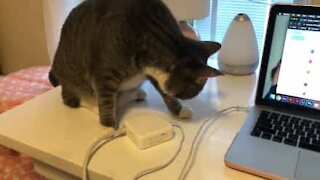 Cat sabotages owner's work