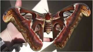 Man breeds giant moths