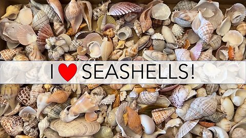 What do I do with all my seashells? Let's find out!