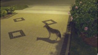 Coyotes spotted in Boca Raton neighborhood