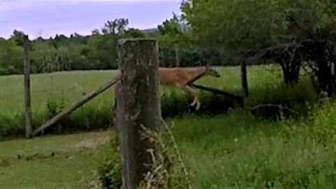 Deer makes beautiful leap over high fence to join farm animals