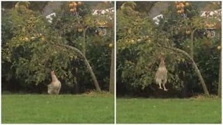 Chicken jumps to get apple from tree
