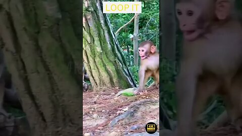 Funniest Animals 2023 - funniest animals 2023 😂 funny cats and dogs 🐱🐶 | funny animal videos