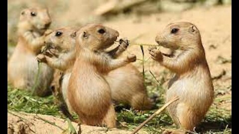 Prairie Dogs Playing