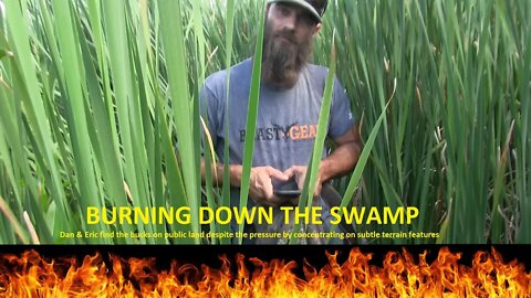 Burning down the swamp... Finding big bucks despite pressure.