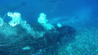 Humpback Whale Shows Remarkable Compassion For Swimmer In His Way