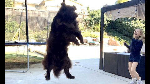 Enormous Newfoundland Plays Ball With His Family